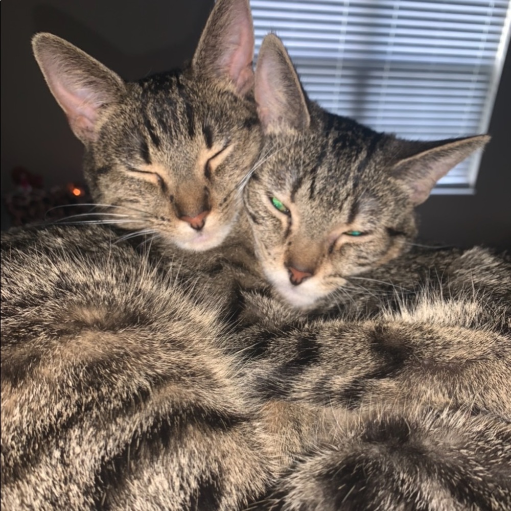 🌈🍄🌊🍕MAJOR ISO!!! Mini leopard coach coin purse